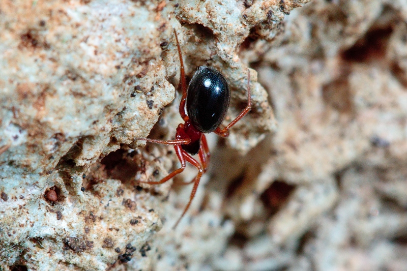 Linyphiidae zampe rosse - Malta